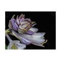 Trademark Fine Art Kurt Shaffer 'Hosta Flower Unfolding' Canvas Art, 18x24 KS01448-C1824GG